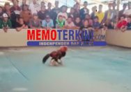 ‎Praktik Judi Sabung Ayam dan Cap Jeki di Desa Sidorejo Malang Belum Tersentuh Hukum
