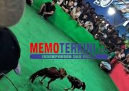 ‎Praktik Judi Sabung Ayam di Desa Mangunrejo Kediri Belum Tersentuh Hukum