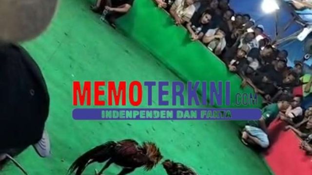 ‎Praktik Judi Sabung Ayam di Desa Mangunrejo Kediri Belum Tersentuh Hukum