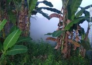 ‎Warga Selogabus di Gegerkan Asap Tebal Berbau Gas di Pagi Hari Dari Gudang PT NESR ‎