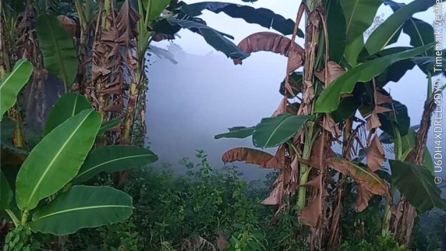 ‎Warga Selogabus di Gegerkan Asap Tebal Berbau Gas di Pagi Hari Dari Gudang PT NESR  ‎