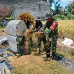 Wujud Nyata, Babinsa Sananwetan Bantu Panen Padi Dukung Ketahanan Pangan Nasional