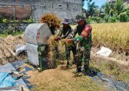Wujud Nyata, Babinsa Sananwetan Bantu Panen Padi Dukung Ketahanan Pangan Nasional
