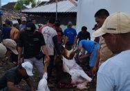 Semangat Gotong Royong Mewarnai Penyembelihan Hewan Kurban di Masjid Nurul Amal Kalianda