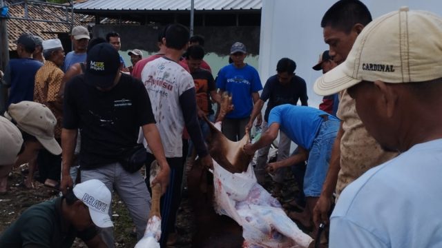 Semangat Gotong Royong Mewarnai Penyembelihan Hewan Kurban di Masjid Nurul Amal Kalianda