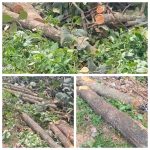 Diduga Tebang Pohon Jati di Sempadan Sungai Tanpa Musyawarah, Kasun Gadungan Timur Jadi Sorotan Warga Diduga Tebang Pohon Jati di Sempadan Sungai Tanpa Musyawarah, Kasun Gadungan Timur Jadi Sorotan Warga
