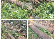 Diduga Tebang Pohon Jati di Sempadan Sungai Tanpa Musyawarah, Kasun Gadungan Timur Jadi Sorotan Warga