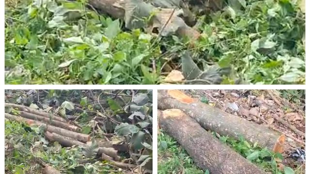 Diduga Tebang Pohon Jati di Sempadan Sungai Tanpa Musyawarah, Kasun Gadungan Timur Jadi Sorotan Warga
