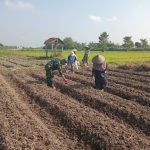 Wujudkan Ketahanan Pangan, Babinsa Pikatan Turun Ke Sawah Dampingi Petani Tanam Jagung Wujudkan Ketahanan Pangan, Babinsa Pikatan Turun Ke Sawah Dampingi Petani Tanam Jagung