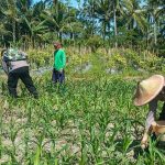 Polres Lumajang Terjunkan Personel Penggerak Ketahanan Pangan Dampingi Warga Tani Polres Lumajang Terjunkan Personel Penggerak Ketahanan Pangan Dampingi Warga Tani