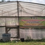 Desa Jejel Lamongan Optimalkan Lahan Aset Desa untuk Budidaya Melon Green House, Dorong PADes dan Ketahanan Pangan