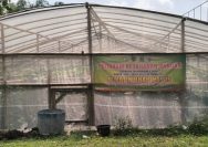 Desa Jejel Lamongan Optimalkan Lahan Aset Desa untuk Budidaya Melon Green House, Dorong PADes dan Ketahanan Pangan