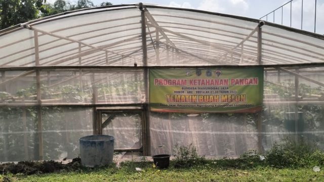 Desa Jejel Lamongan Optimalkan Lahan Aset Desa untuk Budidaya Melon Green House, Dorong PADes dan Ketahanan Pangan