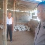 Bhabinkamtibmas Babat Jerawat Dukung Ketahanan Pangan Melalui Pendampingan Peternak Bebek