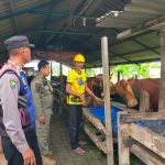 Bhabinkamtibmas Polsek Pakal Dukung Ketahanan Pangan Dengan Sambangi Peternak Sapi di Kelurahan Pakal Bhabinkamtibmas Polsek Pakal Dukung Ketahanan Pangan Dengan Sambangi Peternak Sapi di Kelurahan Pakal