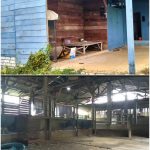 Program Ketahanan Pangan Desa Glatik Disorot, Warga Pertanyakan Keberadaan Sapi Penggemukan