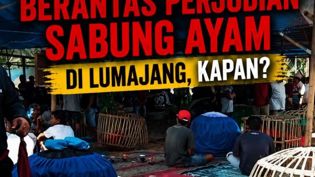 ‎Menanti Janji Kasat Reskrim Berantas Perjudian Sabung Ayam di Lumajang, Kapan?