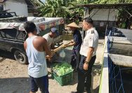 Panen Ikan Lele di Lahan SAE Lapas Kelas IIB Pati Wujud Keberhasilan Program Pembinaan Kemandirian