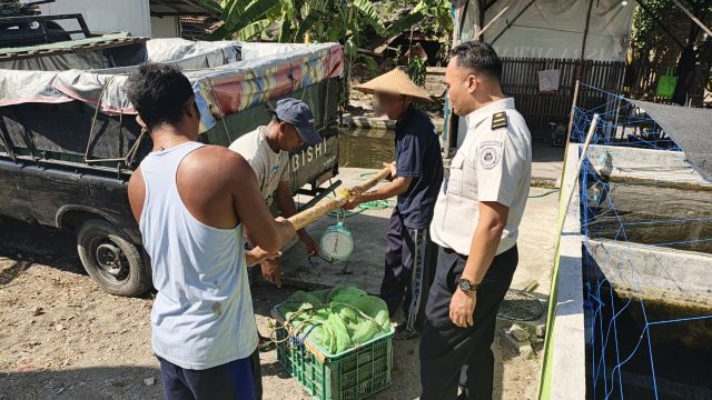 Panen Ikan Lele di Lahan SAE Lapas Kelas IIB Pati Wujud Keberhasilan Program Pembinaan Kemandirian