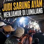 Dari Kecamatan Randuagung, Klakah, Tempeh, Sukodono: Judi Sabung Ayam Menjamur di Lumajang Dari Kecamatan Randuagung, Klakah, Tempeh, Sukodono: Judi Sabung Ayam Menjamur di Lumajang