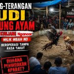 Terang-Terangan Judi Sabung Ayam di Desa Kunjang Ngancar: Milik Mbah No, Beroperasi Tanpa Rasa Takut — Dimana Penindakan Aparat? Terang-Terangan Judi Sabung Ayam di Desa Kunjang Ngancar: Milik Mbah No, Beroperasi Tanpa Rasa Takut — Dimana Penindakan Aparat?