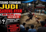‎Terang-Terangan Judi Sabung Ayam di Desa Kunjang Ngancar: Milik Mbah No, Beroperasi Tanpa Rasa Takut — Dimana Penindakan Aparat?