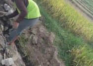 Proyek TPT Diduga Menggunakan Batu Bekas Pembangunan TPT di desa sukolelo
