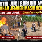 Praktik Judi Sabung Ayam di Wuluhan Jember Masih Berjalan! Kediri & Jombang Sudah di Tindak — Dimana Tegasnya Polres Jember? Praktik Judi Sabung Ayam di Wuluhan Jember Masih Berjalan! Kediri & Jombang Sudah di Tindak — Dimana Tegasnya Polres Jember?