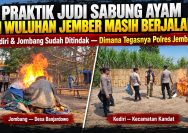 ‎Praktik Judi Sabung Ayam di Wuluhan Jember Masih Berjalan! Kediri & Jombang Sudah di Tindak — Dimana Tegasnya Polres Jember?
