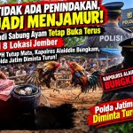 TIDAK ADA PENINDAKAN, JADI MENJAMUR! Judi Sabung Ayam Tetap Buka Terus di 8 Lokasi Jember — APH Tutup Mata, Kapolres Alaiddin Bungkam, Polda Jatim Diminta Turun! TIDAK ADA PENINDAKAN, JADI MENJAMUR! Judi Sabung Ayam Tetap Buka Terus di 8 Lokasi Jember — APH Tutup Mata, Kapolres Alaiddin Bungkam, Polda Jatim Diminta Turun!
