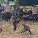 Dugaan Sabung Ayam di Desa Kalipecabean Kecamatan Candi Kabupaten Sidoarjo Jadi Sorotan Ada Apa Dengan (APH) Setempat Apa sudah di Bungkam Dengan RP,?? Dugaan Sabung Ayam di Desa Kalipecabean Kecamatan Candi Kabupaten Sidoarjo Jadi Sorotan Ada Apa Dengan (APH) Setempat Apa sudah di Bungkam Dengan RP,??