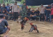 Dugaan Sabung Ayam di Desa Kalipecabean Kecamatan Candi Kabupaten Sidoarjo Jadi Sorotan Ada Apa Dengan (APH) Setempat Apa sudah di Bungkam Dengan RP,??