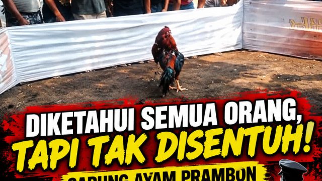 ‎Diketahui Semua Orang, Tapi Tak Disentuh! Sabung Ayam Prambon Langgar Hukum — Polres Nganjuk Bungkam!