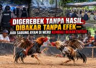 ‎Digerebek Tanpa Hasil, Dibakar Tanpa Efek — Judi Sabung Ayam di Weru Kembali Beraktivitas